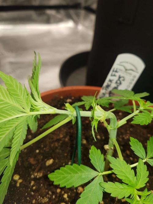 Mix-Pack Seed by Fast Buds. Week 7 - 43 Tag