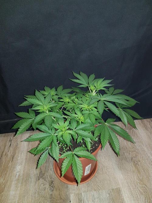 Mix-Pack Seed by Fast Buds. Week 10 - 65 Tag