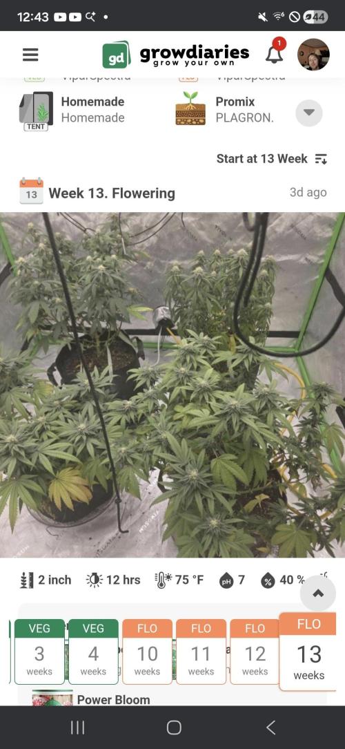 Birds nest. Week 12