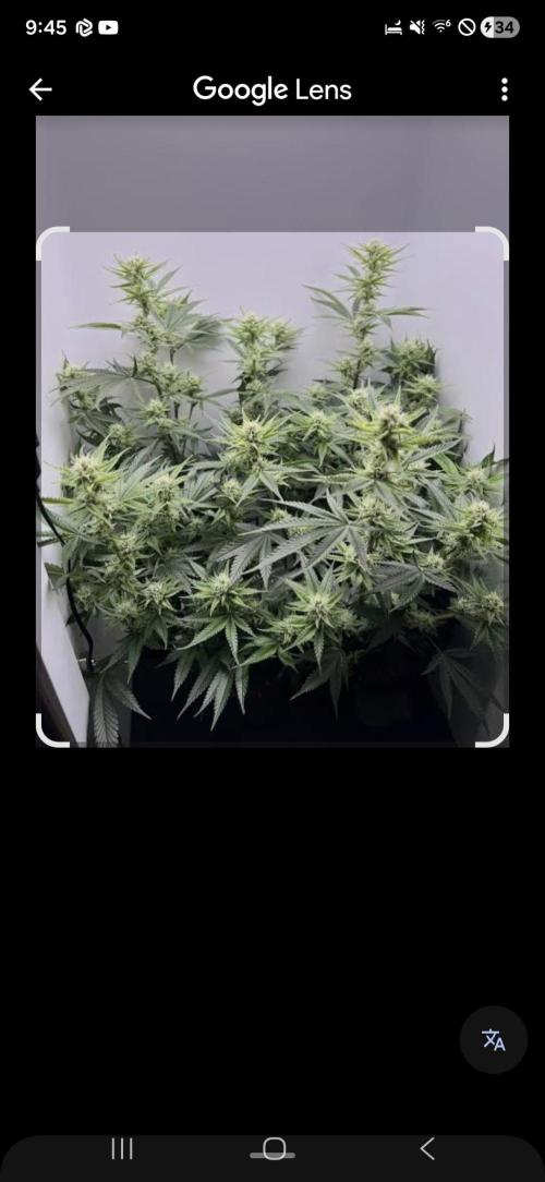 Birds nest. Week 12