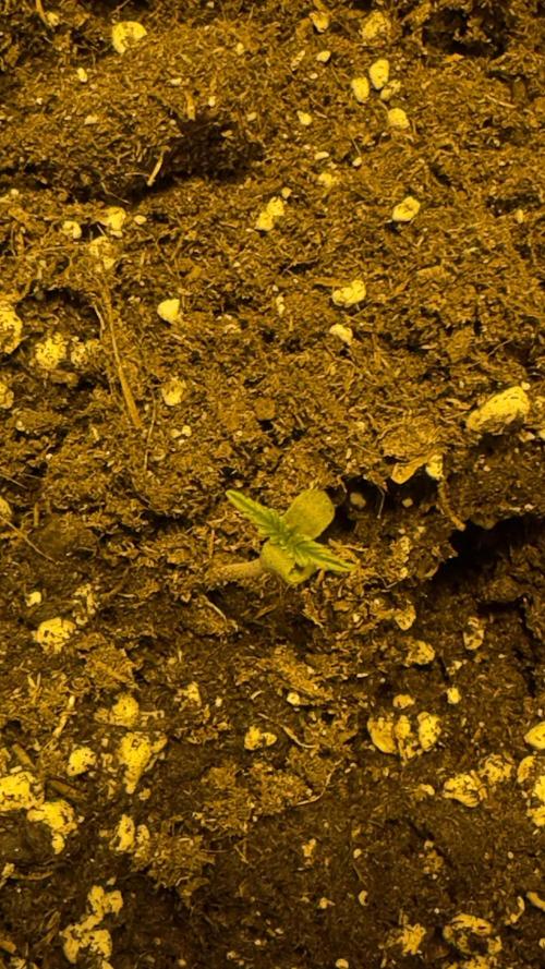 Spring 2026. Week 0 - 2nd day in substrate 