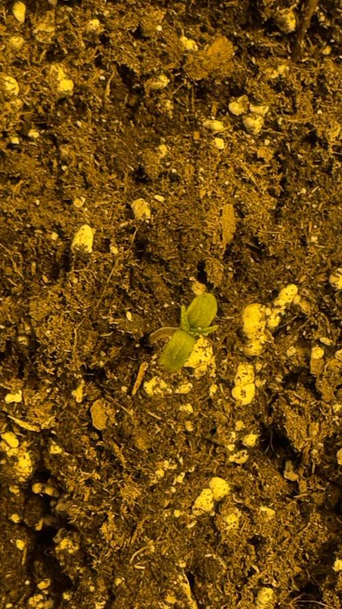Spring 2026. Week 0 - 2nd day in substrate 