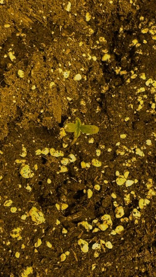 Spring 2026. Week 0 - 2nd day in substrate 