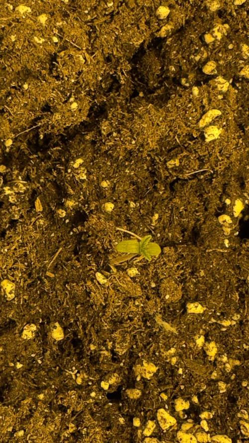Spring 2026. Week 0 - 2nd day in substrate 