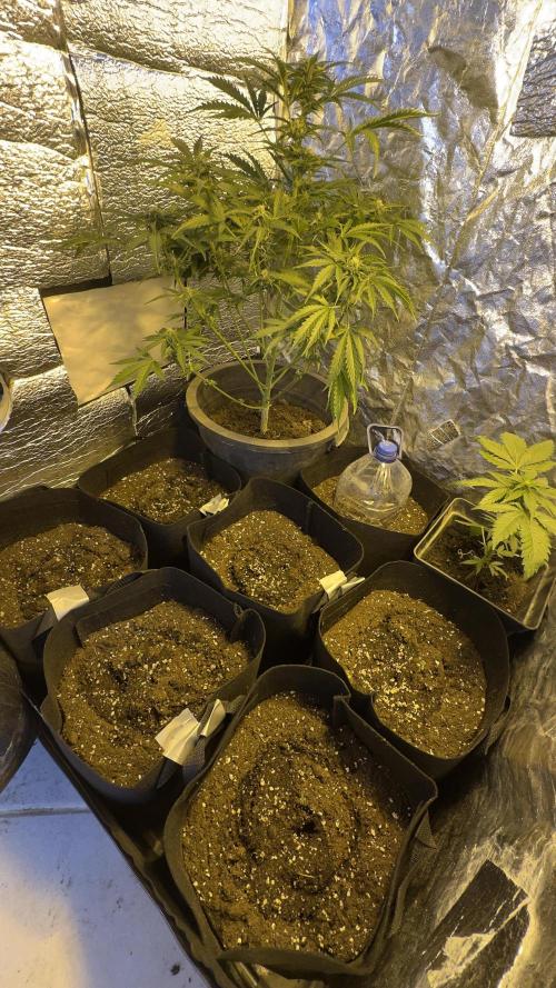 Spring 2026. Week 0 - Big One in the back is the Gorrila Z Auto, she was adopted.