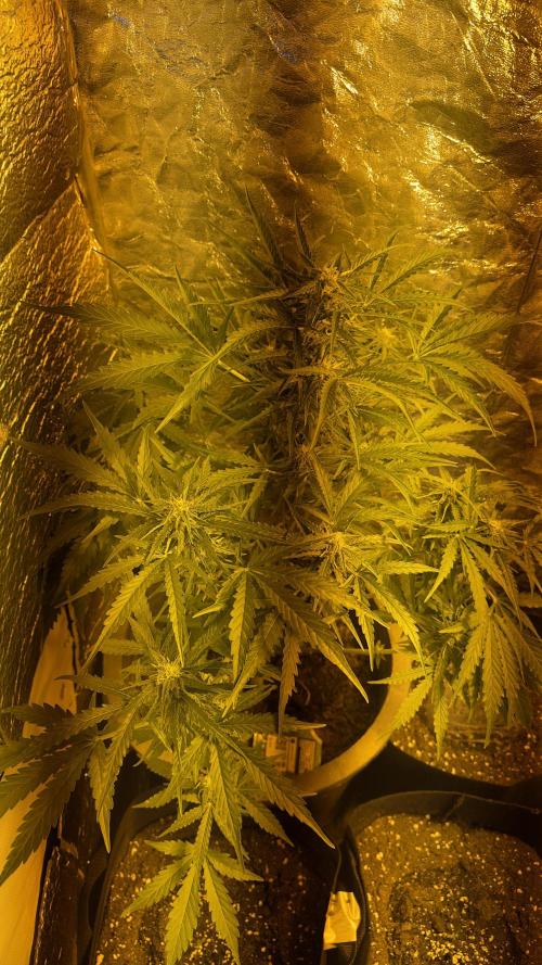 The adopted Plant. Week 3
