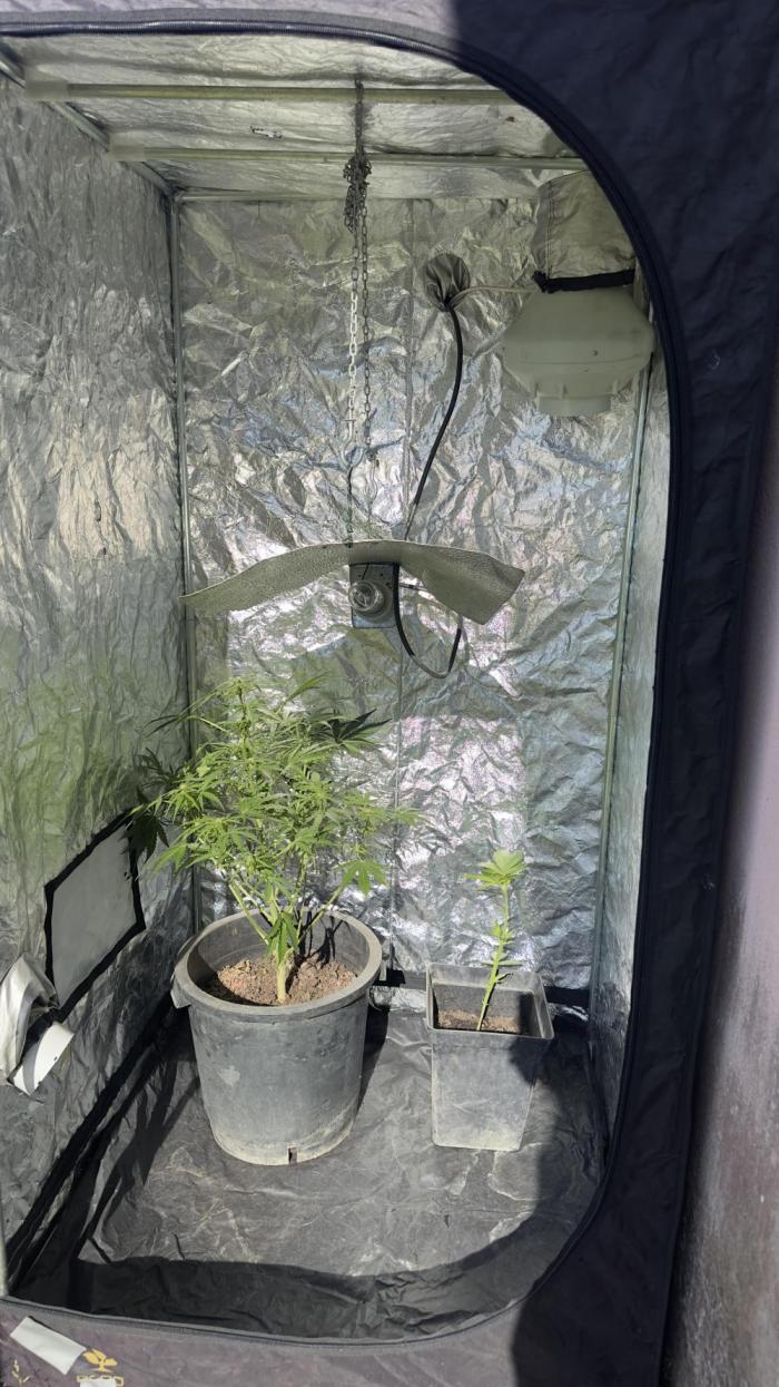 The adopted Plant. Week 2