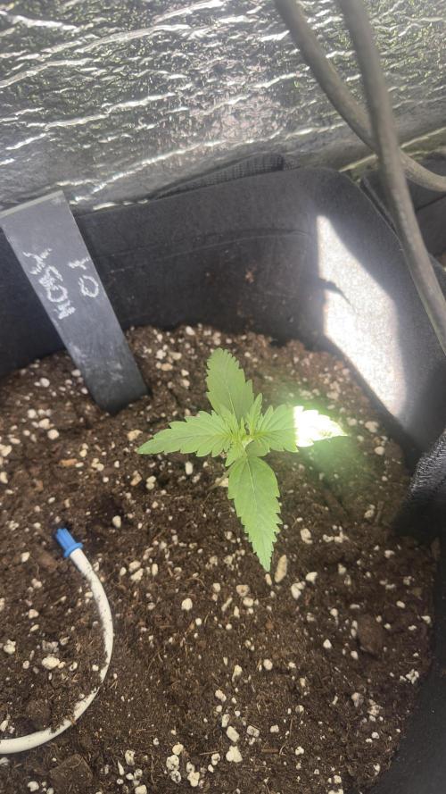Spring 2026. Week 1