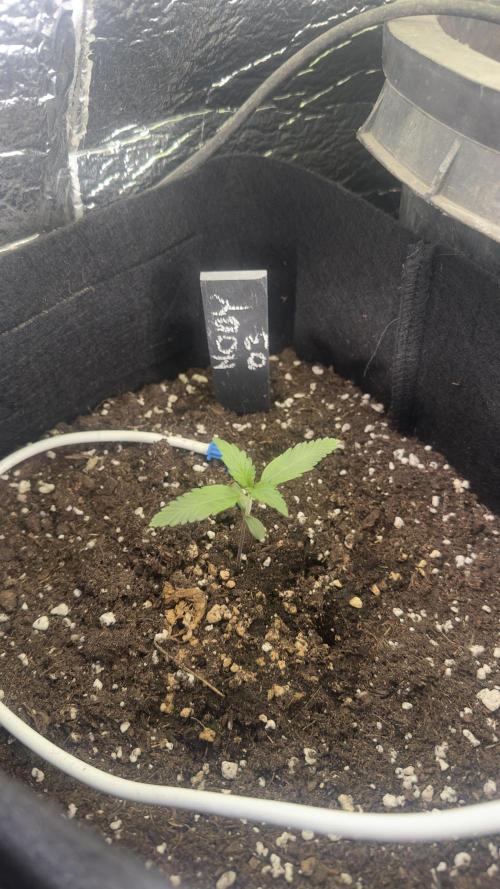 Spring 2026. Week 1