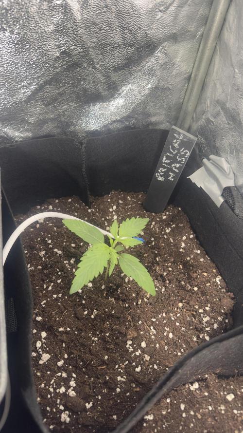 Spring 2026. Week 1