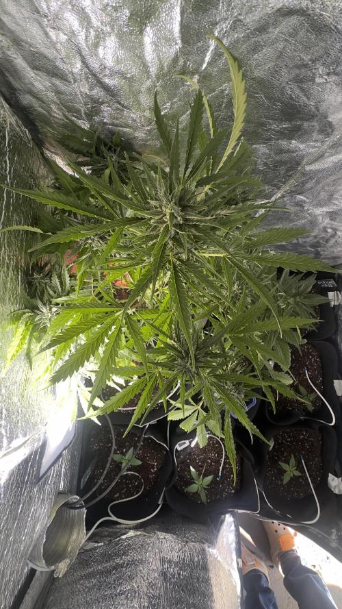 The adopted Plant. Week 4