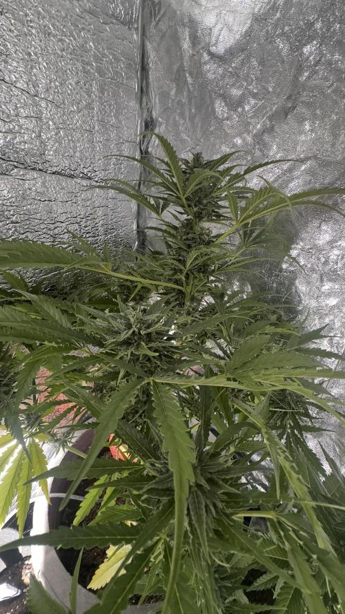 The adopted Plant. Week 4