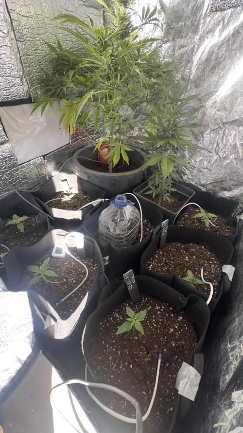 The adopted Plant. Week 4