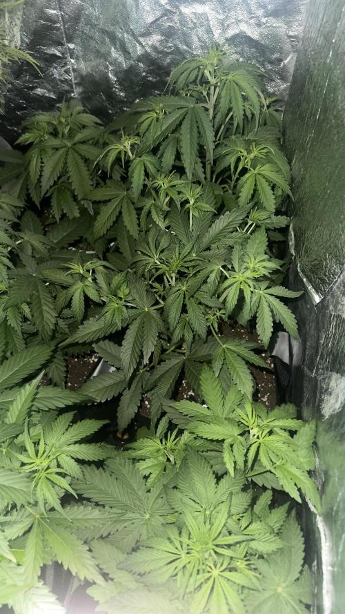 Spring 2026. Week 3