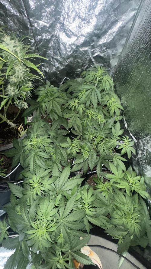 Spring 2026. Week 3