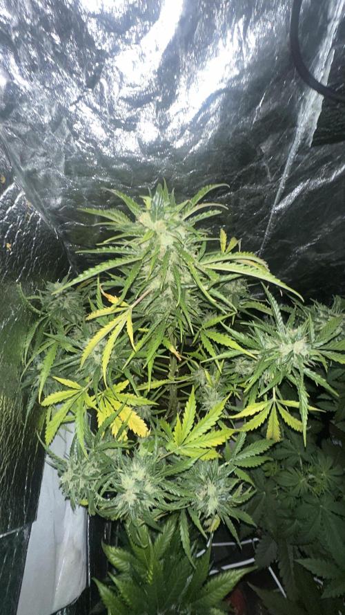 The adopted Plant. Week 6