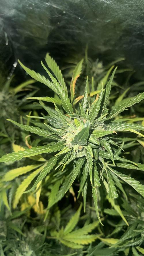 The adopted Plant. Week 6