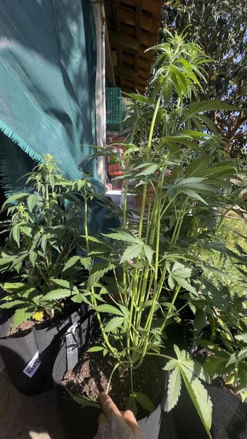 Spring 2026. Week 4