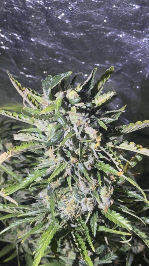 The adopted Plant. Week 7