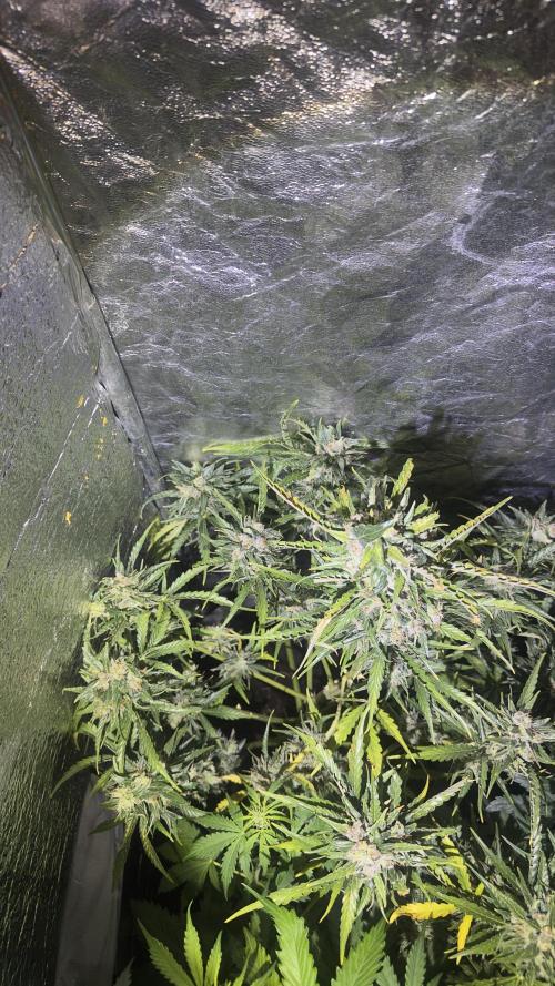 The adopted Plant. Week 7