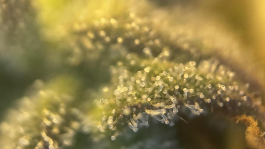 The adopted Plant. Week 7