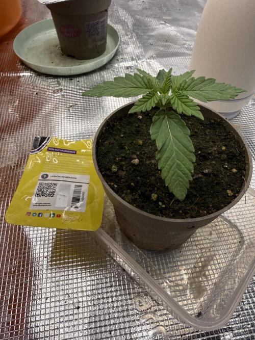 Můj první grow. Week 1 - Lemon mandarin