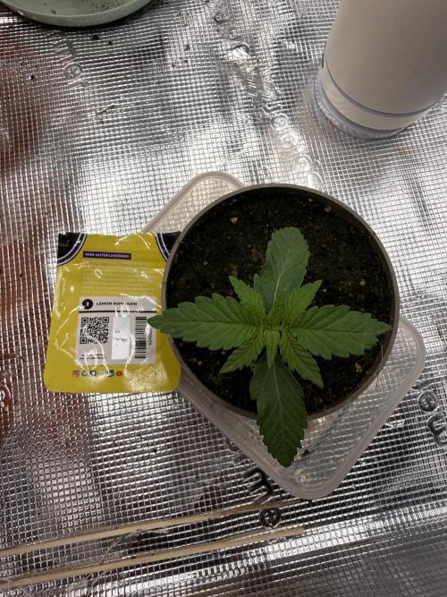 Můj první grow. Week 1 - Lemon mandarin