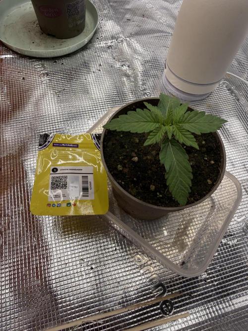 Můj první grow. Week 1 - Lemon mandarin