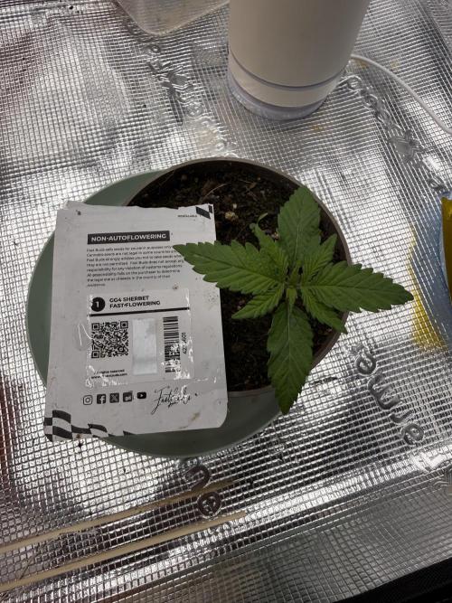 Můj první grow. Week 1 - GG4 Scherbet FF