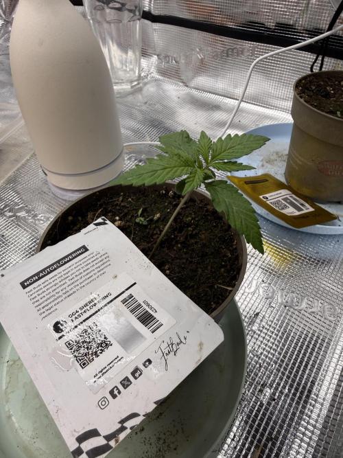Můj první grow. Week 1 - GG4 Scherbet FF