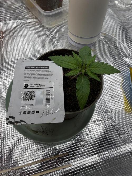 Můj první grow. Week 1 - GG4 Scherbet FF