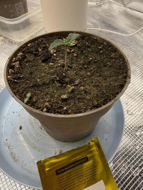 Můj první grow. Week 1 - Gorilla melon