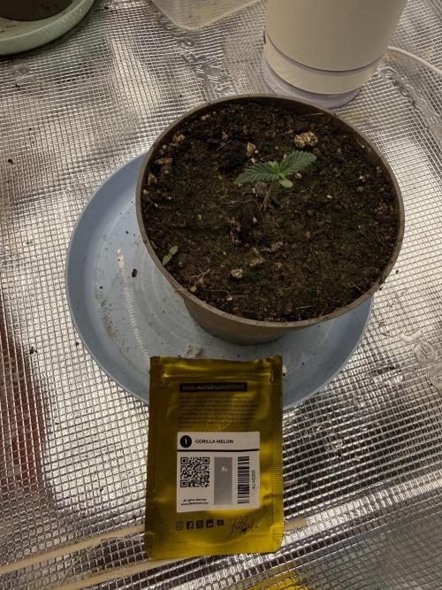 Můj první grow. Week 1 - Gorila melon