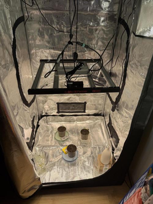Můj první grow. Week 0