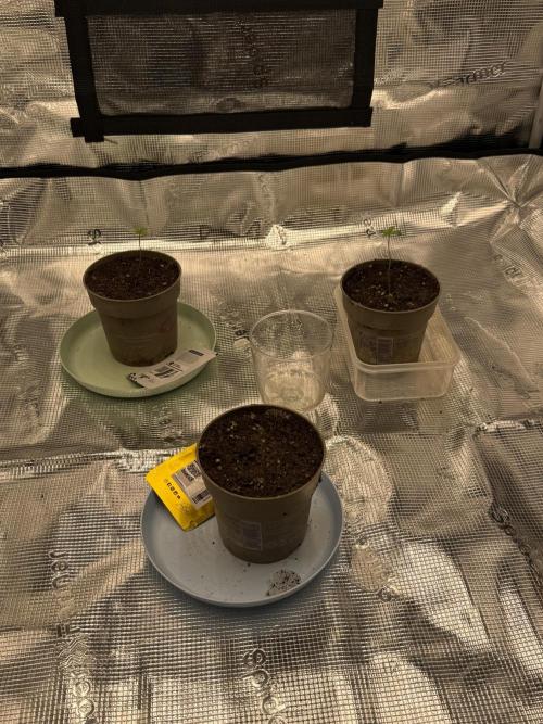 Můj první grow. Week 0