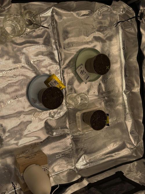 Můj první grow. Week 0