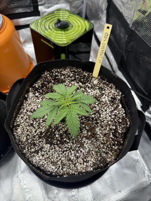Můj první grow. Week 2 - GG4