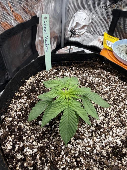 Můj první grow. Week 2 - Lemon Mandarin