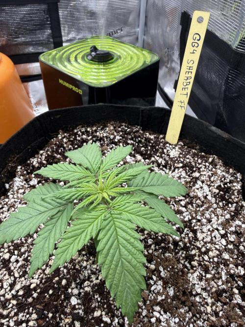 Můj první grow. Week 2 - GG4
