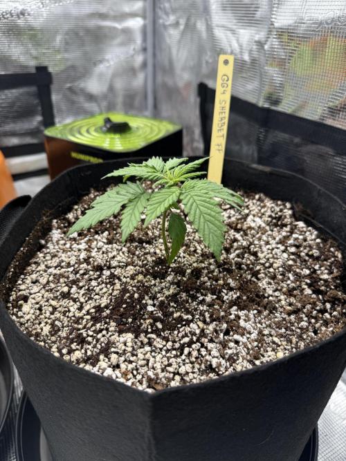 Můj první grow. Week 2 - GG4