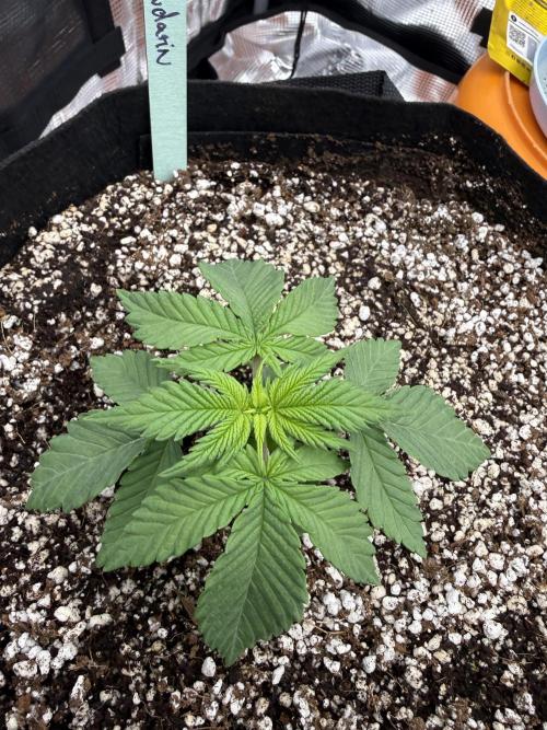 Můj první grow. Week 2 - Lemon Mandarin