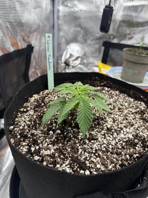 Můj první grow. Week 2 - Lemon Mandarin