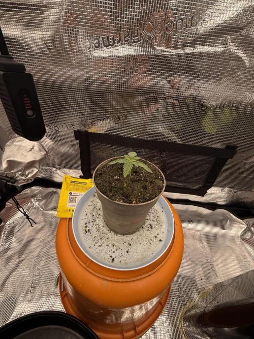 Můj první grow. Week 2 - Gorilla Melon