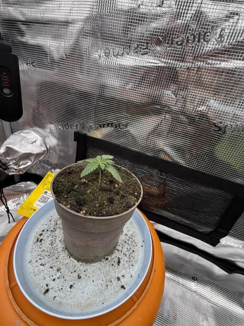 Můj první grow. Week 2 - Gorilla Melon