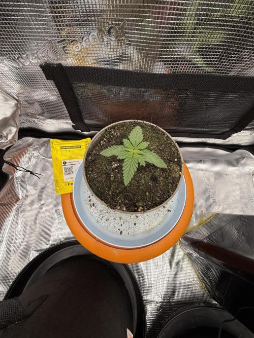 Můj první grow. Week 2 - Gorilla Melon