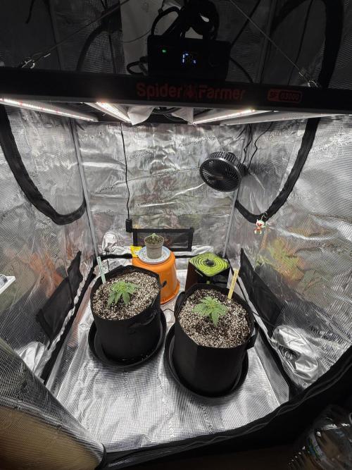 Můj první grow. Week 2