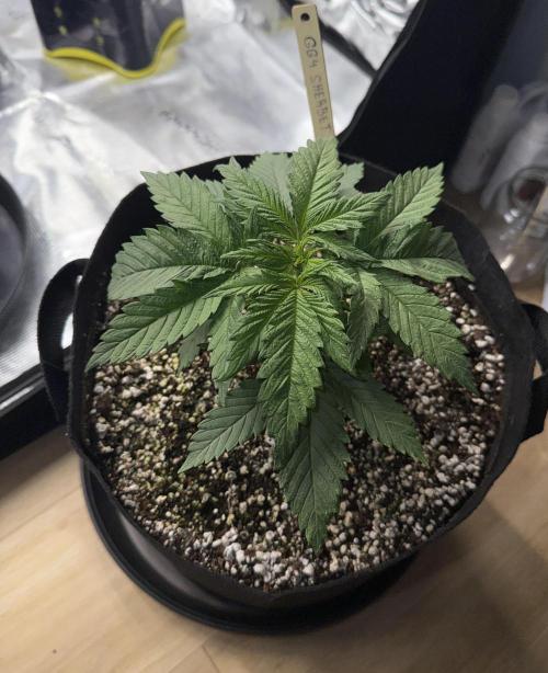 Můj první grow. Week 3 - GG4