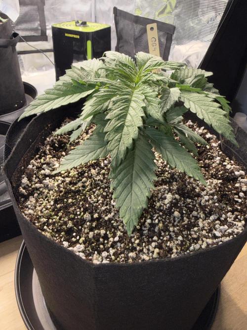 Můj první grow. Week 3 - GG4