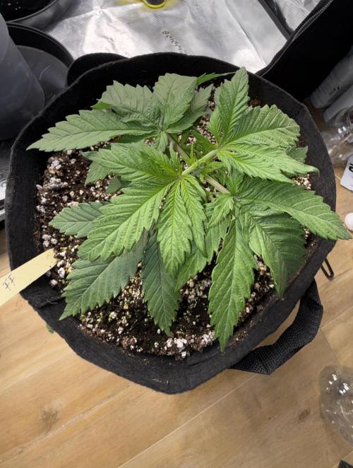 Můj první grow. Week 3 - GG4