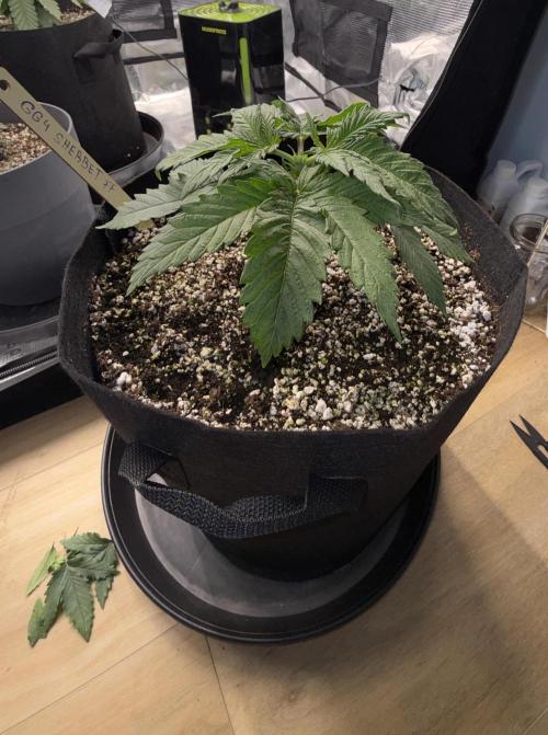 Můj první grow. Week 3 - GG4